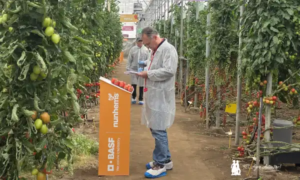 La batalla contra el rugoso sigue. 