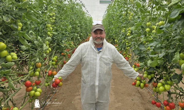 Tomate tipo Caniles y Kumatos resistentes a rugoso