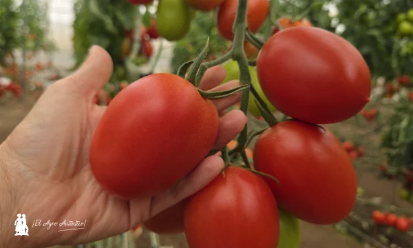 La batalla contra el rugoso sigue. Fondon e Ivarian le dan continuidad con alta resistencia 5