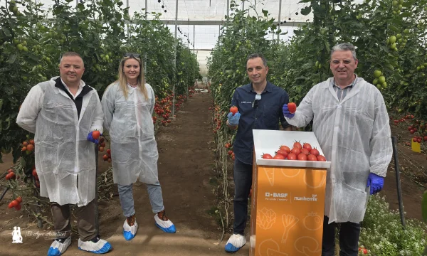 Tomate pera gordo Ivarian