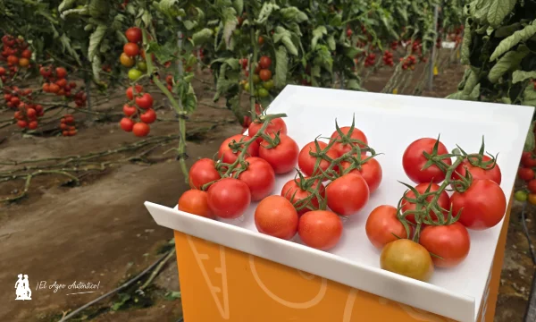 La batalla contra el rugoso sigue. Fondon e Ivarian le dan continuidad con alta resistencia 2