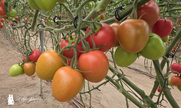 Tomate tipo Caniles con resistencia a rugoso 2