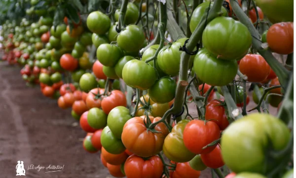 Tomate beef -22-2533