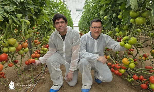 Tomate beef de Syngenta