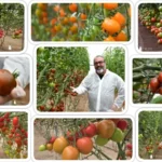 Llegan los primeros Kumatos resistentes a rugoso 10