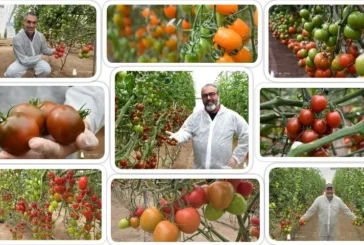 Syngenta registra nuevos Kumatos resistentes a rugoso