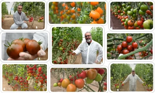 Llegan los primeros Kumatos resistentes a rugoso 10