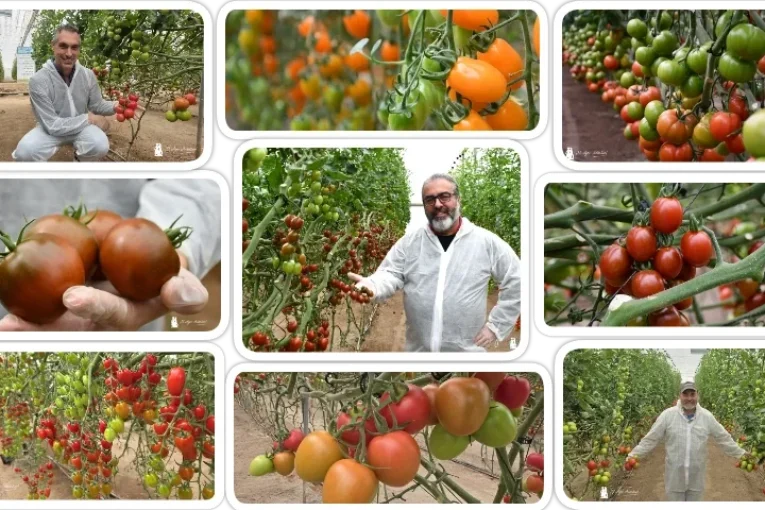 Syngenta registra nuevos Kumatos resistentes a rugoso