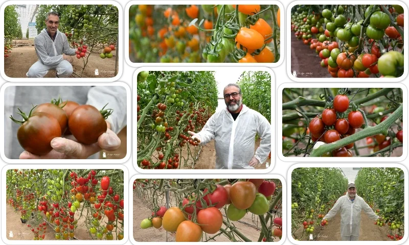 Llegan los primeros Kumatos resistentes a rugoso