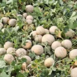 Vellsam aumenta en más de un 14 por cieento el rendimiento en cultivos de melón con la bioestimulación estratégica