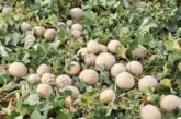 Vellsam aumenta en más de un 14% el rendimiento en melón