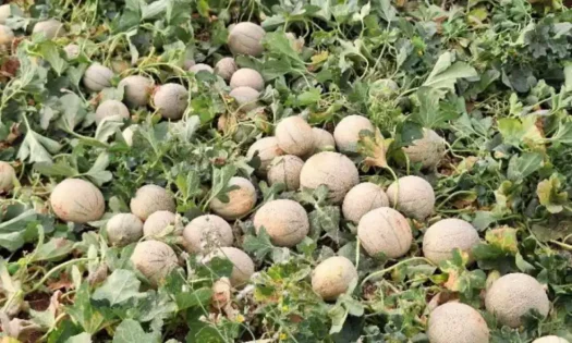 Vellsam aumenta en más de un 14 por cieento el rendimiento en cultivos de melón con la bioestimulación estratégica