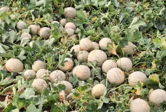 Vellsam aumenta en más de un 14% el rendimiento en melón