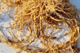 Llega al mercado una nueva herramienta para control de larvas J2 de nematodos fitoparásitos