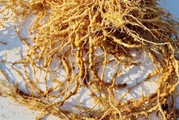 Llega al mercado una nueva herramienta para control de larvas J2 de nematodos fitoparásitos