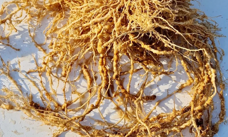 Llega al mercado una nueva herramienta para control de larvas J2 de nematodos fitoparásitos