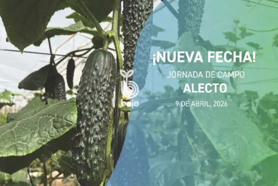 Día 9 de abril. Jornada de campo de pepino Alecto de Bejo
