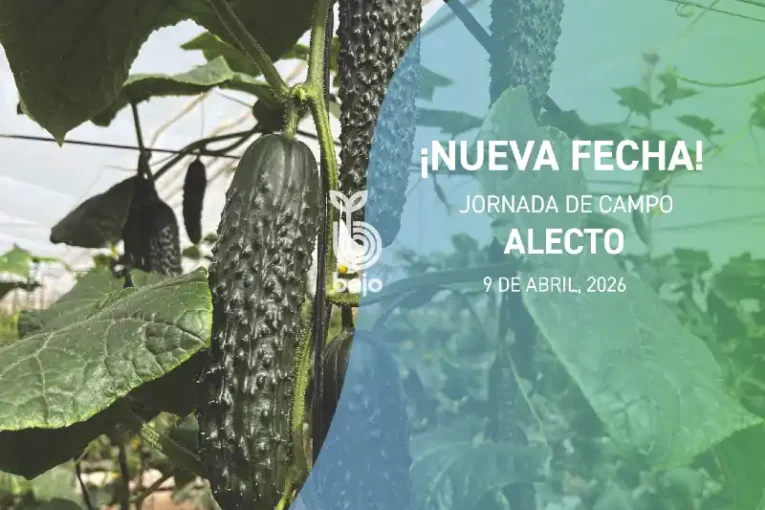 Día 9 de abril. Jornada de campo de pepino Alecto de Bejo