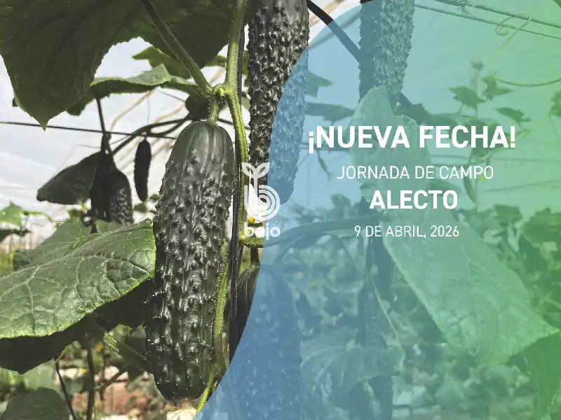 Día 9 de abril. Jornada de campo de pepino Alecto de Bejo