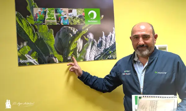 Agustín Senar, de Benihort con la Alcachofa de Benicarló DOP / agroautentico.com