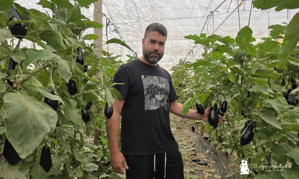 Patagonia responde en berenjena en los inviernos más difíciles 6