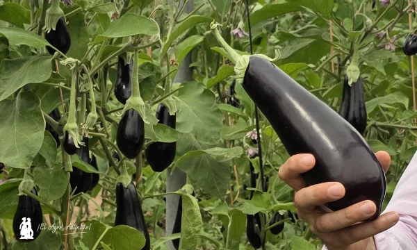 Patagonia responde en berenjena en los inviernos más difíciles 9