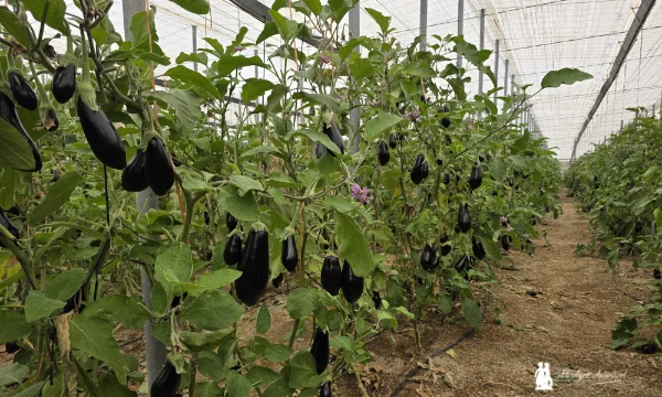 Patagonia responde en berenjena en los inviernos más difíciles 3