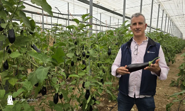 Patagonia responde en berenjena en los inviernos más difíciles 8