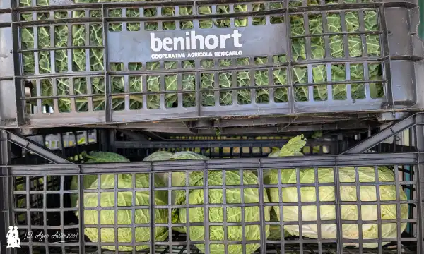 Benihort, cooperativa agrícola de Benicarló / agroautentico.com