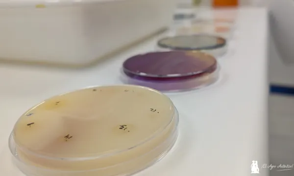 Cepas de microorganismos en laboratorio / agroautentico.com