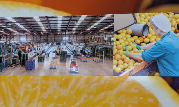 Cítricos en la cooperativa Benihort / agroautentico.com