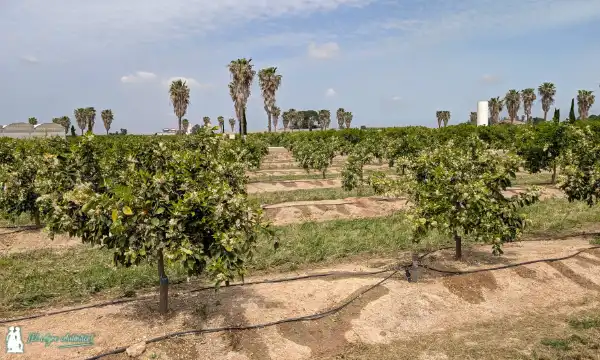 Ensayos de portainjertos frente en cítricos frente a HLB / agroautentico.com