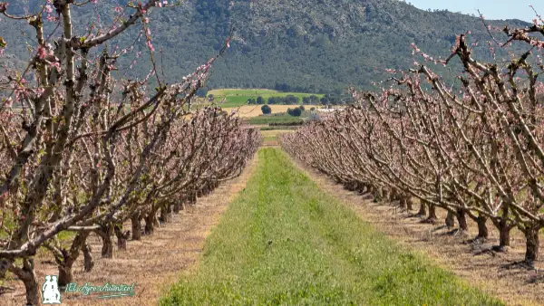 Floración de fruta de hueso en Hellín / agroautentico.com