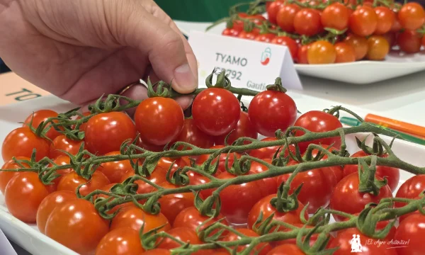 Tyamo y Belmontyno son los nuevos tomates cherry rama redondos de Gautier / agroautentico.com