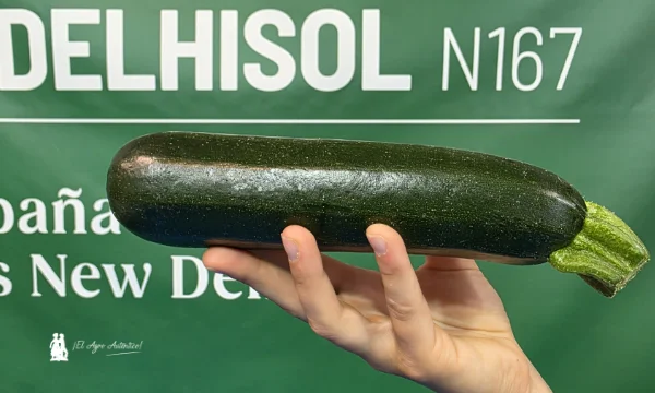 Delhisol es un nuevo calabacín con resistencias de Gautier / agroautentico.com