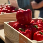Kostantine es la variedad de pimiento california rojo de BASF Nunhems para cubrir Murcia