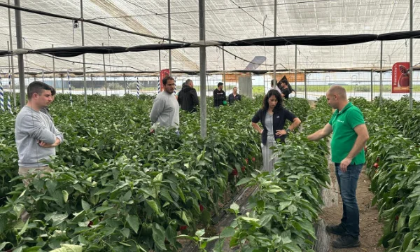 Kostantine es la variedad de pimiento california rojo de BASF Nunhems para cubrir Murcia2