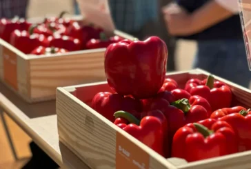 Kostantine es la variedad de pimiento california rojo de BASF | Nunhems para cubrir Murcia