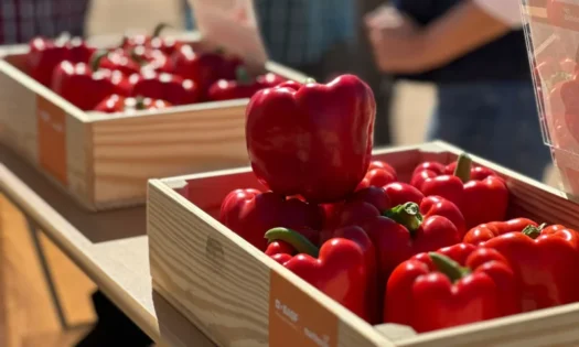 Kostantine es la variedad de pimiento california rojo de BASF Nunhems para cubrir Murcia