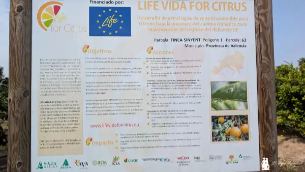 Life for Citrus proyecto europeo frente a HLB / agroautentico.com