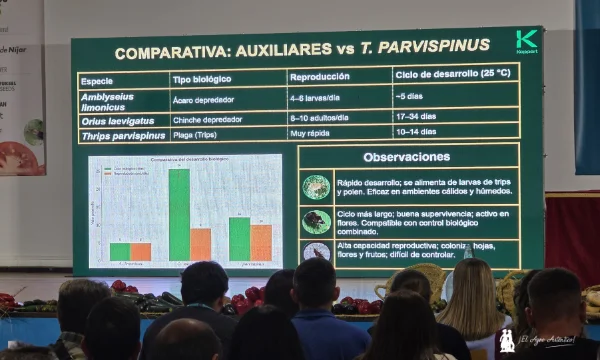 el ácaro depredador más eficaz frente a Thrips Parvispinus 3