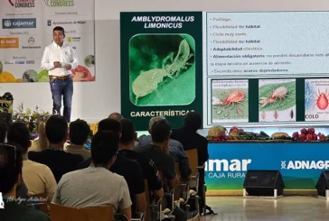 Koppert describe nuevas estrategias para un control biológico eficaz de Thrips parvispinus