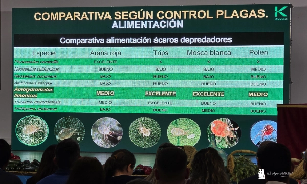 el ácaro depredador más eficaz frente a Thrips Parvispinus 6