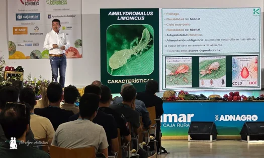 Limonica de koppert es el ácaro depredador más eficaz frente a Thrips Parvispinus