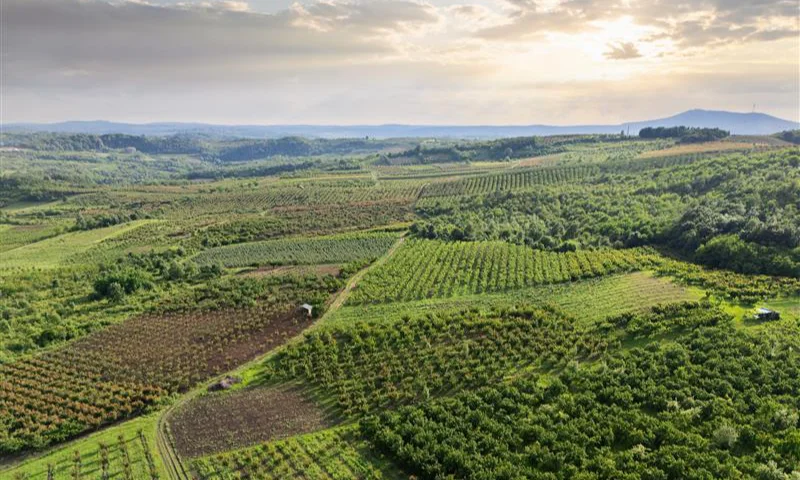 Optimizar el uso de nutrientes en un contexto energético desafiante