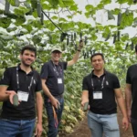 Alecto es el nuevo pepino corto de Bejo para fechas de octubre y noviembre