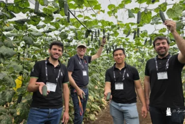 Alecto es el nuevo pepino corto de Bejo para fechas de octubre y noviembre