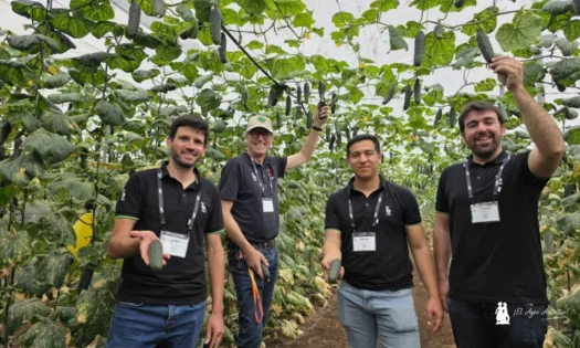 Alecto es el nuevo pepino corto de Bejo para fechas de octubre y noviembre