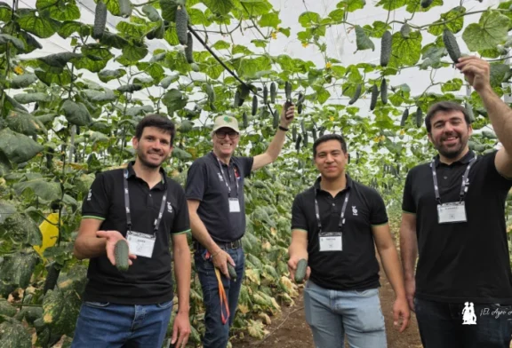 Alecto es el nuevo pepino corto de Bejo para fechas de octubre y noviembre