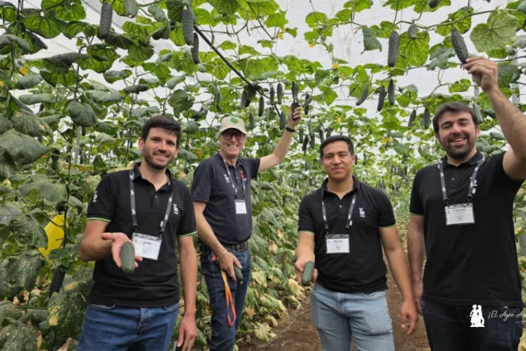 Alecto es el nuevo pepino corto de Bejo para fechas de octubre y noviembre